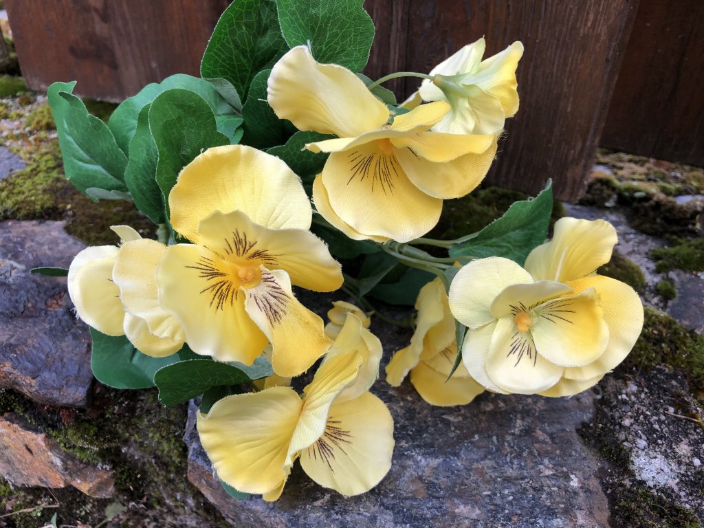 Dekorace do interiéru s maceškami